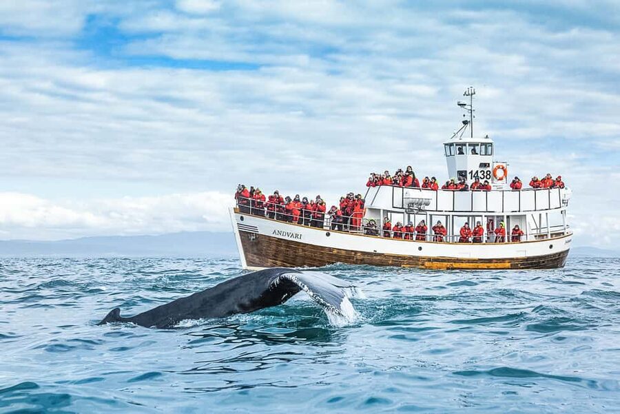 Husavik: Whale Watching on a Carbon Neutral Oak Boat - Key points to know before you book