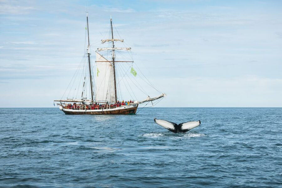 Husavik: Whale Watching on a Carbon Neutral Oak Boat - Small details that can make the outing better
