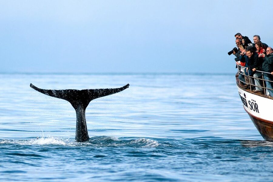 Husavik: Whale Watching on a Carbon Neutral Oak Boat - Why the oak boat changes the feel of the cruise