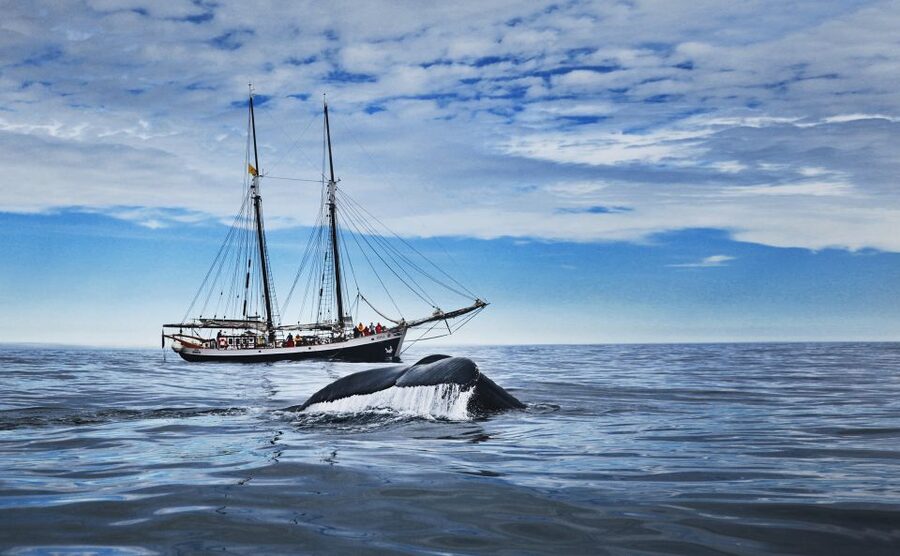 Husavik: Whale Watching on a Carbon Neutral Oak Boat - The first stretch across Skjálfandi Bay