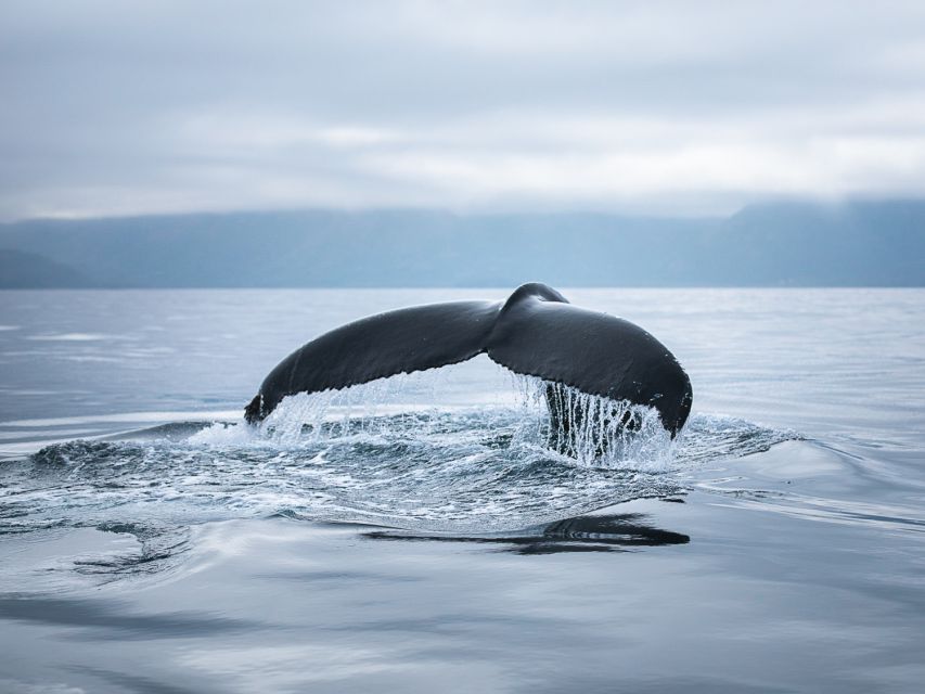 Husavik: Whale Watching on a Carbon Neutral Oak Boat - Watching for whales, dolphins, and seabirds