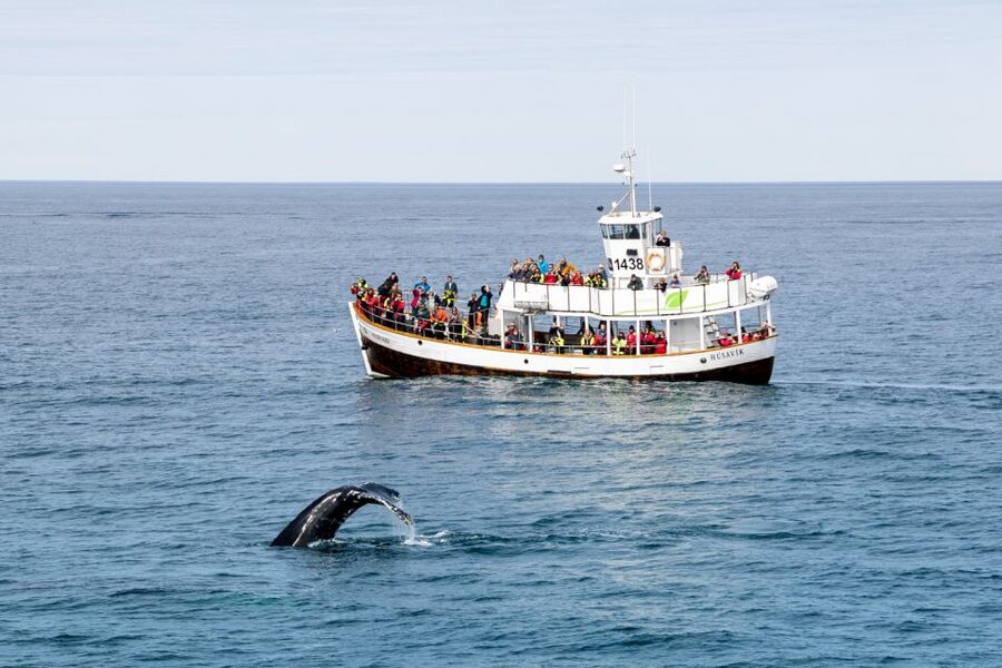 Husavik: Whale Watching on a Carbon Neutral Oak Boat - The whale guarantee and what it really means