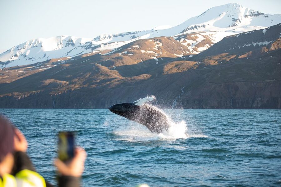 Husavik: Whale Watching on a Carbon Neutral Oak Boat - Who will enjoy this Húsavík cruise most