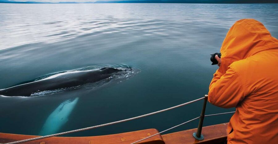 Husavik: Whale Watching on a Carbon Neutral Oak Boat - Meeting at Hafnarstétt in Húsavík