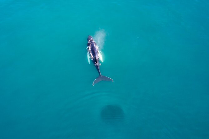 Húsavík Whale Watching Tour, family owned and operated - Watching humpbacks and minke whales