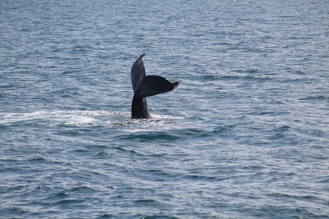 Húsavík Whale Watching Tour, family owned and operated - Three hours on open water
