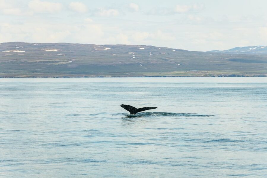 Húsavík: Whale Watching Tour with Guide - Why Húsavík is a smart place for whale watching