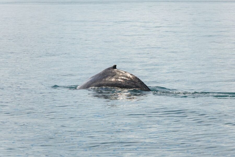 Húsavík: Whale Watching Tour with Guide - What the three hours really feel like