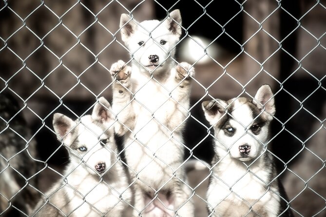 Husky cuddle at Fjälläventyr Dog Park - admission ticket - Why the kennel explanation matters