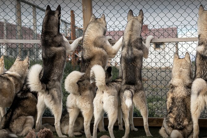 Husky Petting, in Akureyri - Meeting a Big Husky Family Near Akureyri