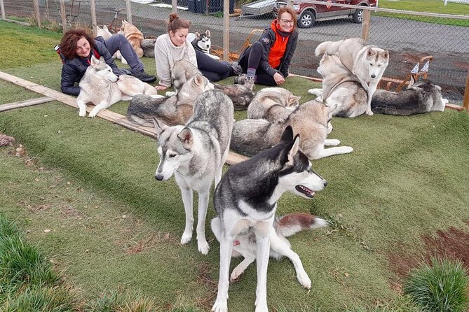 Husky Petting in Akureyri (private) - Meeting a full husky family near Akureyri