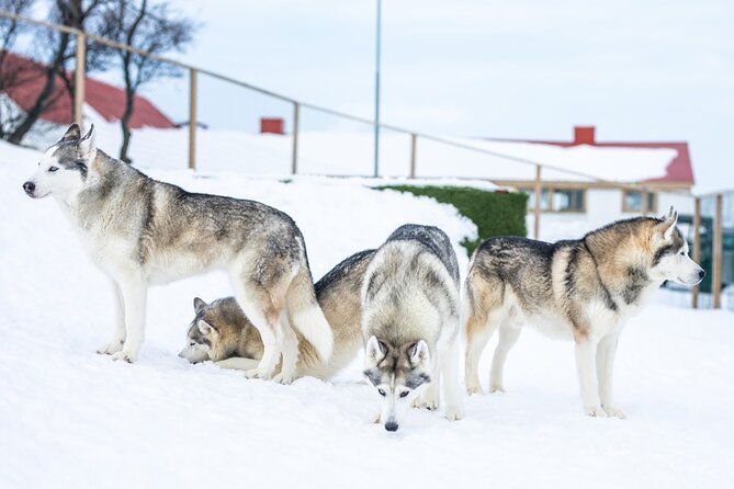 Husky Petting in Akureyri (private) - Gunni and Maria bring the story to life