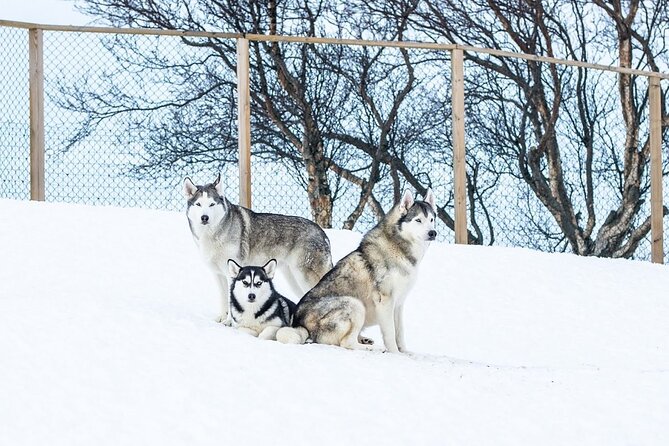 Husky Petting in Akureyri (private) - Photos, cuddles, and the right expectations