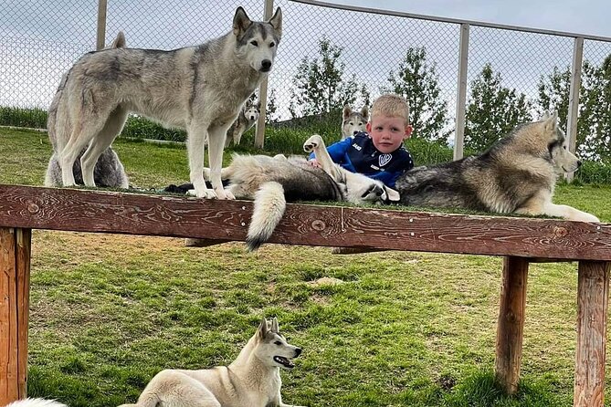 Husky Petting in Akureyri (private) - A practical stop from the harbor or airport