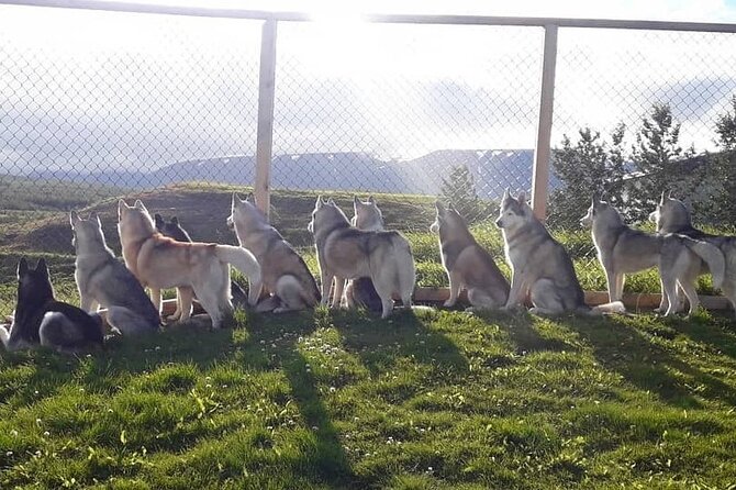 Husky Petting in Akureyri (private) - Who should book this experience?