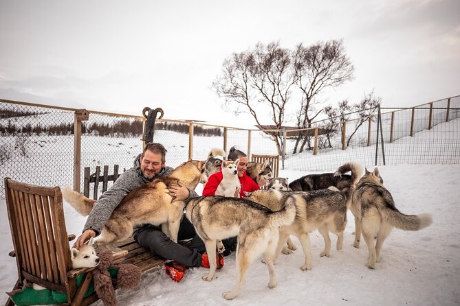 Husky Petting, in Akureyri - What Your One Hour Looks Like