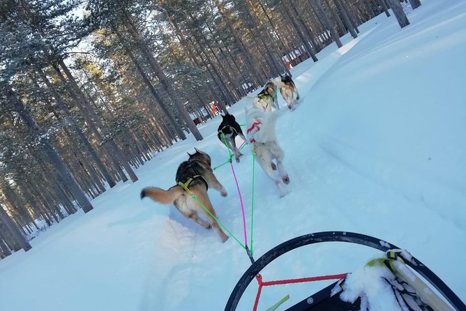 Husky safari - The dogs are the heart of the experience