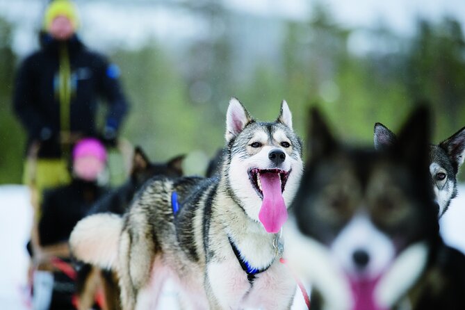 Husky Safari from Levi 2 KM or 5 KM with Husky Sledge Ride - Key points to know before booking