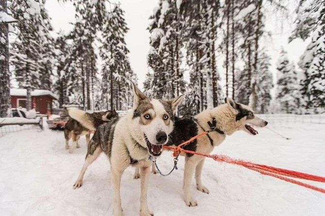 Husky Safari from Levi 2 KM or 5 KM with Husky Sledge Ride - Warm drinks, cookies, and time by the fire