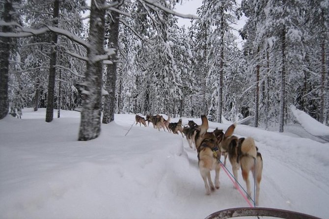 Husky Safari from Levi 2 KM or 5 KM with Husky Sledge Ride - Are the dogs well cared for?