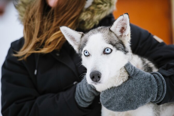 Husky Safari from Levi 2 KM or 5 KM with Husky Sledge Ride - Who will enjoy this Levi husky safari?