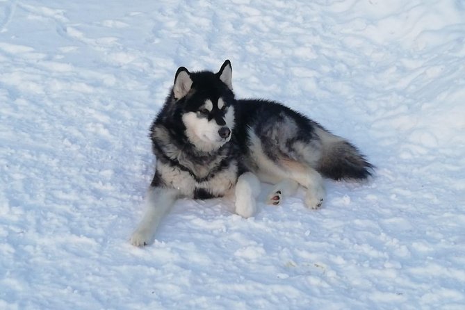Husky safari - Driving a sled versus riding as a passenger