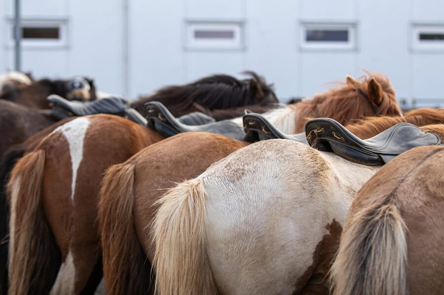 Hveragerdi: Countryside Charm Horse Riding Tour - A gentle start at Vellir farm