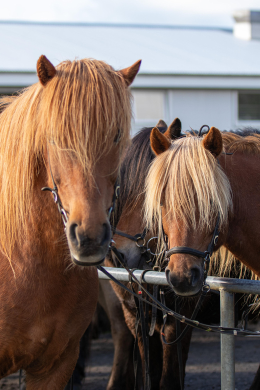 Hveragerdi: Countryside Charm Horse Riding Tour - Clothing, bags, and what to leave behind