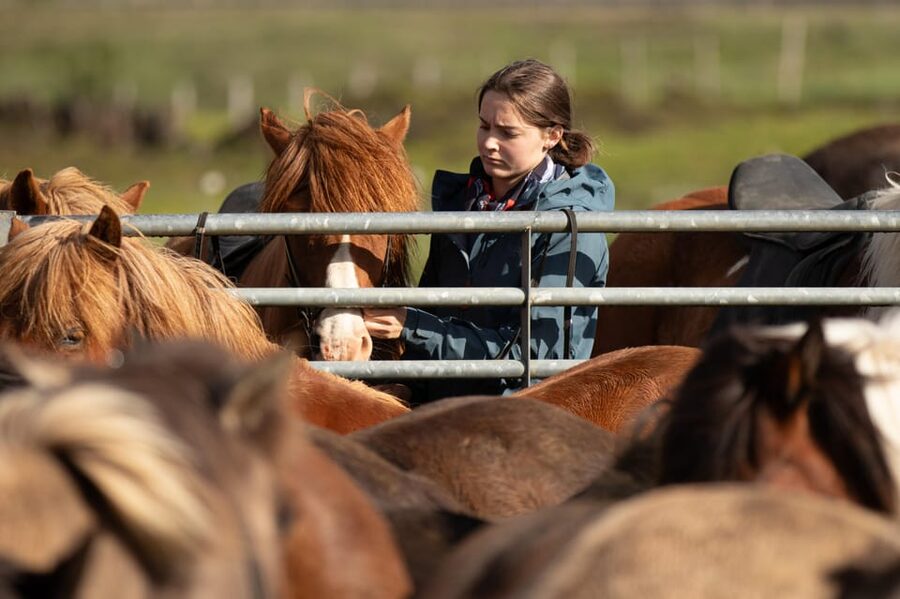 Hveragerdi: Countryside Charm Horse Riding Tour - Meeting the Icelandic horse