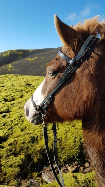 Hveragerði: Horseback Riding Tour for Beginners and … - A Short Ride Into Reykjadalur Valley