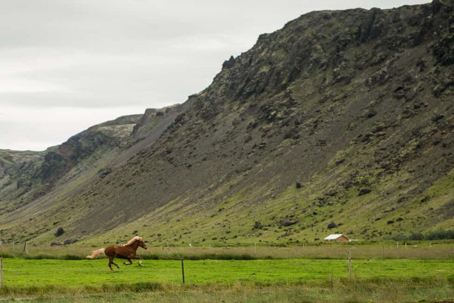 Hveragerði: Horseback Riding Tour for Beginners and … - Small Groups and Friendly Service