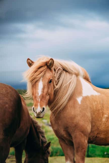 Hveragerði: Horseback Riding Tour for Beginners and … - Price, Inclusions, and Real Value