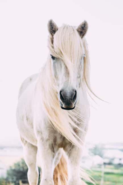 Hveragerði: Horseback Riding Tour for Beginners and … - My Booking Advice