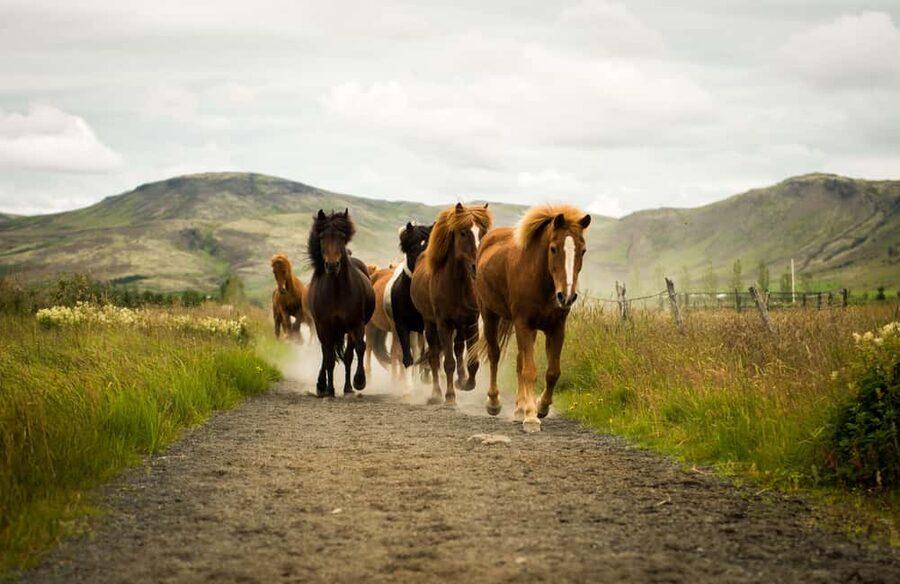 Hveragerði: Horseback Riding Tour for Beginners and … - What the One-Hour Schedule Feels Like