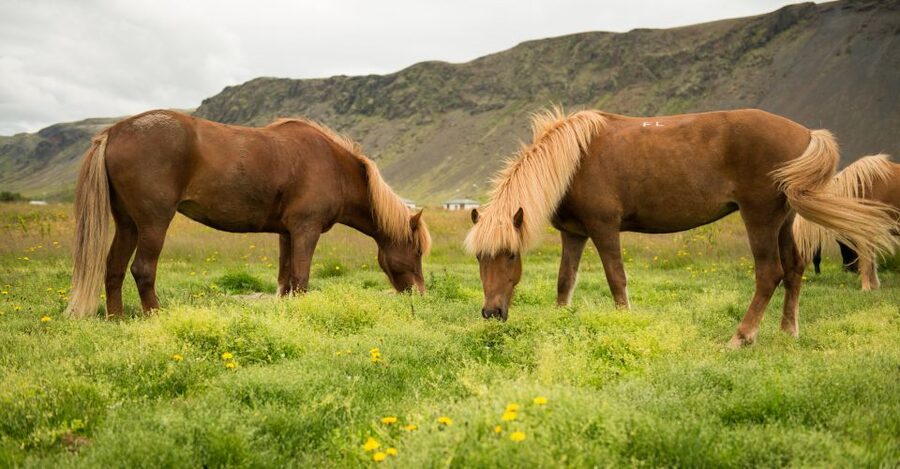Hveragerdi: Reykjadalur (Hotspring Valley) Horse Riding Tour - Is $142 a fair price?