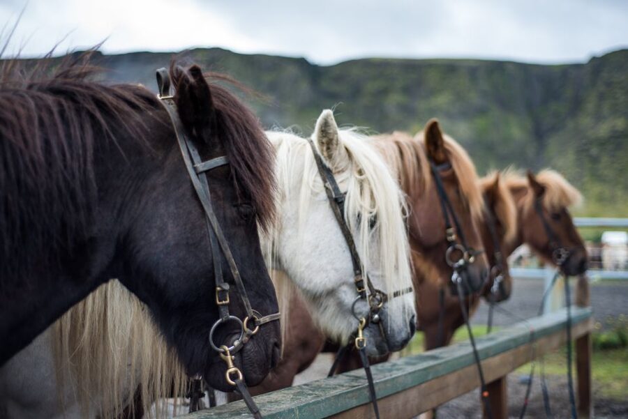 Hveragerdi: Reykjadalur (Hotspring Valley) Horse Riding Tour - Who should book this ride?