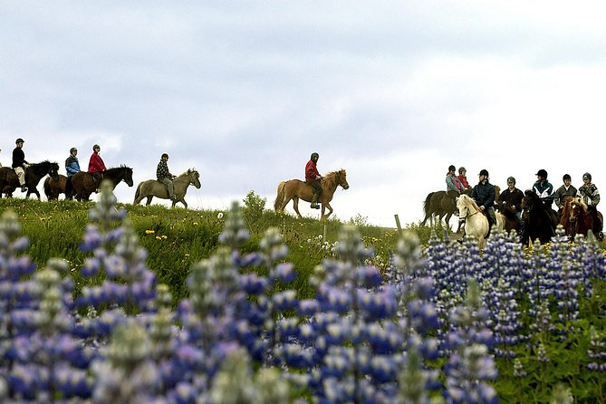 Icelandic Horseback Riding Tour Including Pick Up from Reykjavik - Is the $152 price good value?