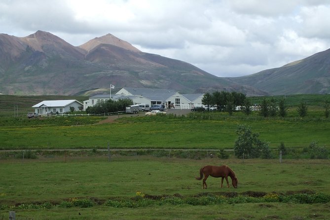 Icelandic Horseback Riding Tour Including Pick Up from Reykjavik - Meeting the horses before the trail