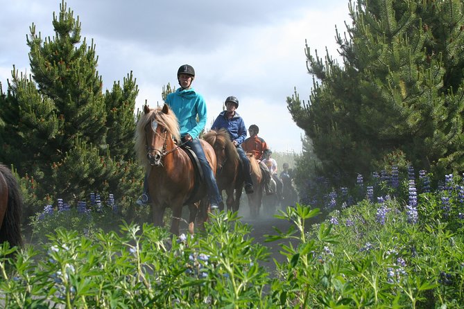 Icelandic Horseback Riding Tour with Pickup Option from Reykjavik - A Short Lesson Before the Trail