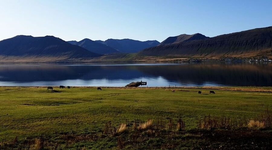 Isafjordur: Dynjandi Waterfall Tour and Icelandic Farm Visit - Should you book the Dynjandi and farm tour?