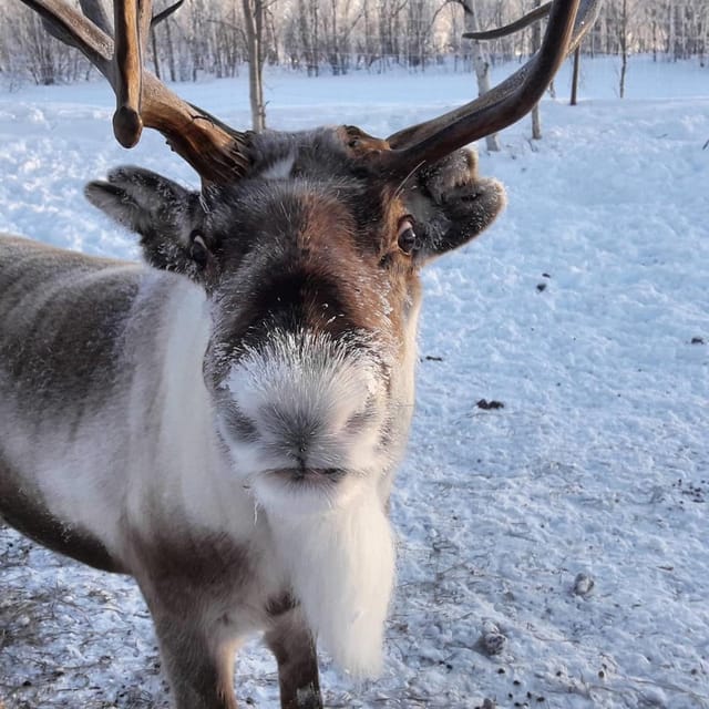 Ivalo: Snowmobile Safari, Meet and Feed Reindeers with Lunch - Tina and Tapio’s Island Home