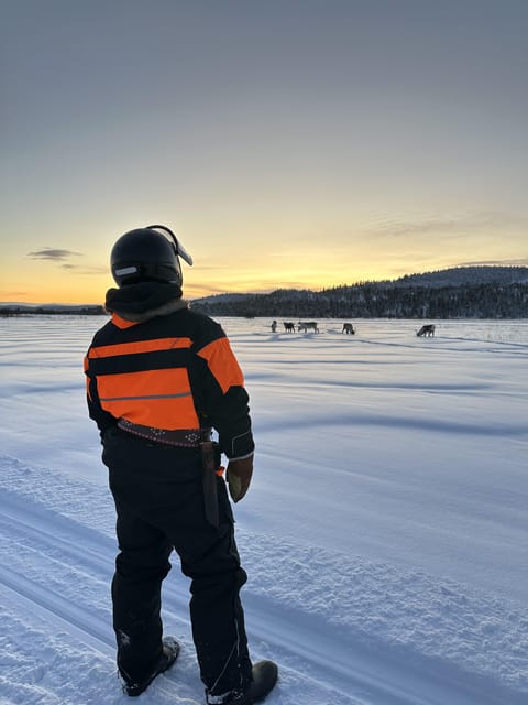 Ivalo: Snowmobile Safari, Meet and Feed Reindeers with Lunch - What the $210 Price Really Buys