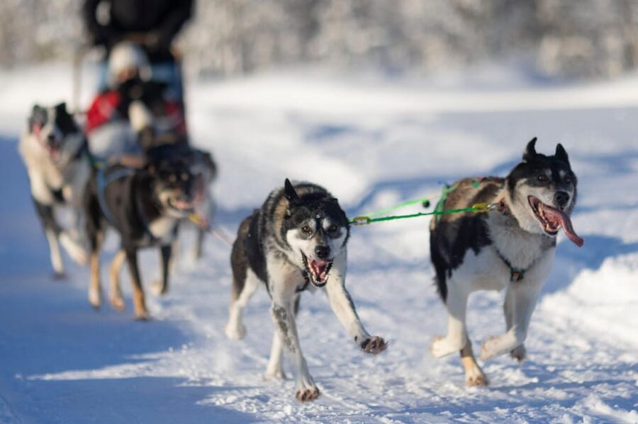 Kemi-Tornio: Husky Sled Ride with Hot Drink - Key points at a glance