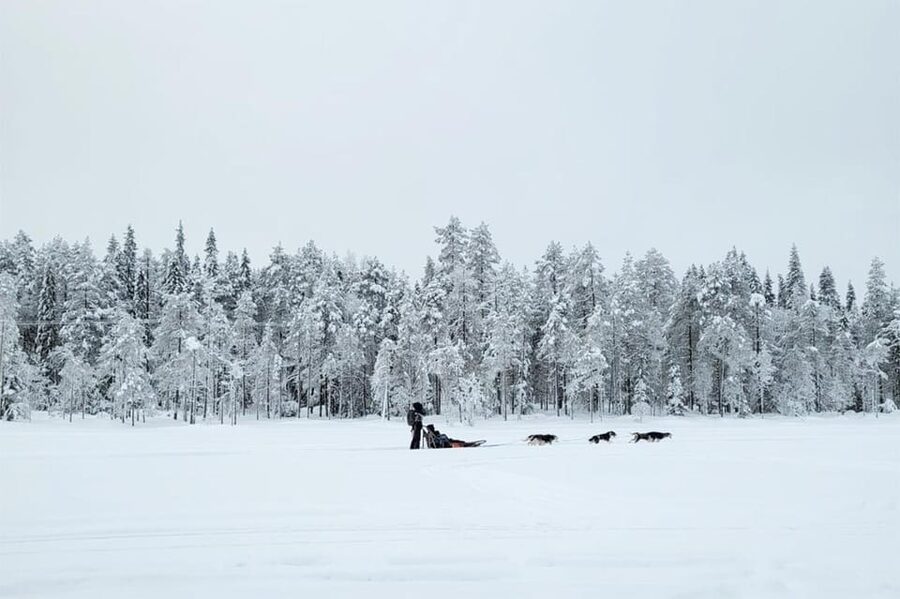 Kemi-Tornio: Husky Sled Ride with Hot Drink - Why the self-drive format matters