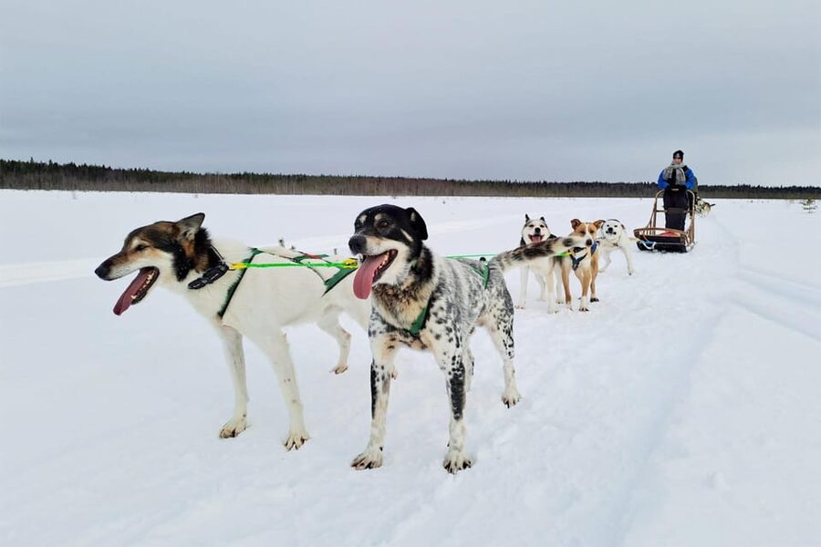 Kemi-Tornio: Husky Sled Ride with Hot Drink - Five kilometers across frozen Sea Lapland