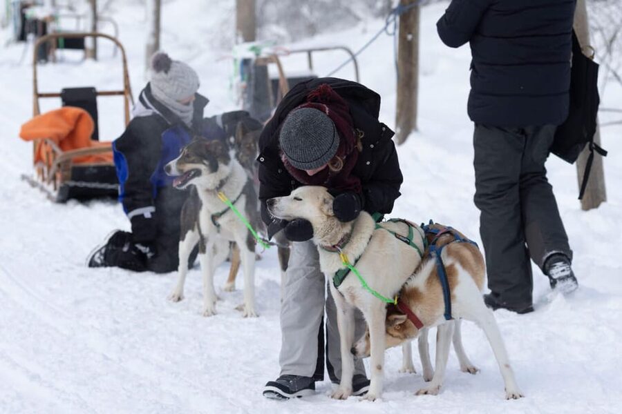 Kemi-Tornio: Husky Sled Ride with Hot Drink - From Kemi safari house to the kennel