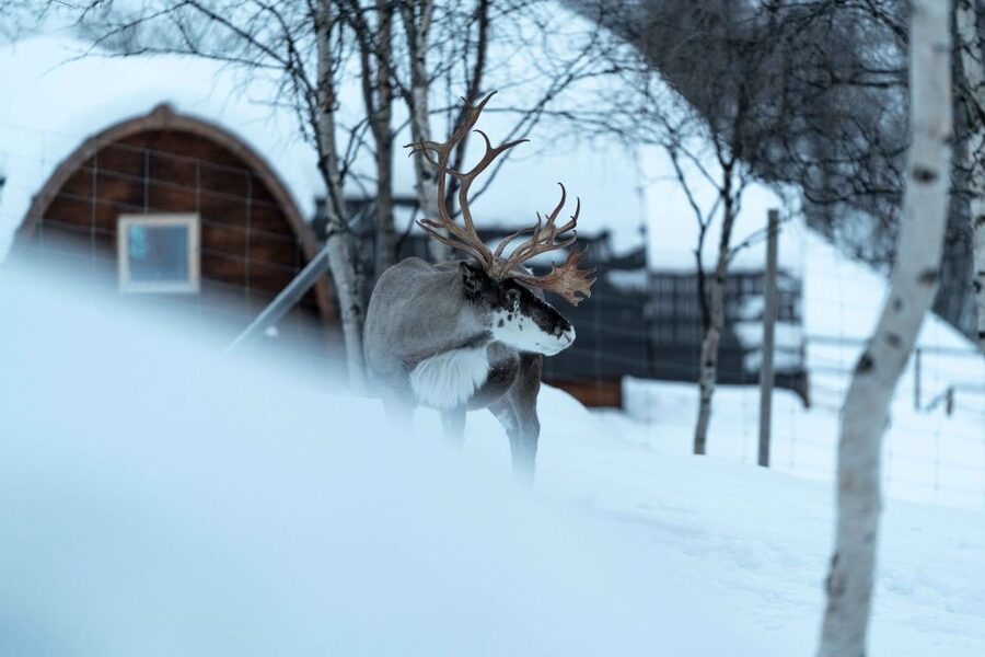 Kirkenes: Snowhotel Entrance Ticket - Is $31 good value for two hours?