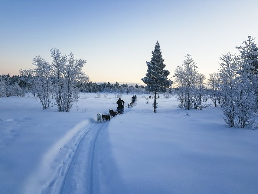 Kiruna: Guided Afternoon Drive Your Own Dog Sled Tour - Taking the reins near Kiruna
