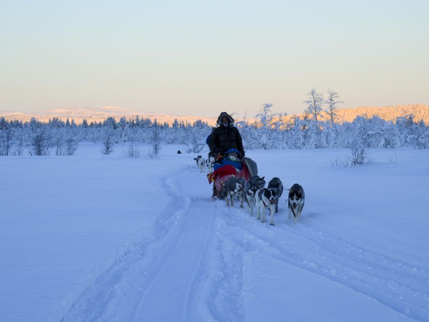 Kiruna: Guided Afternoon Drive Your Own Dog Sled Tour - Meeting the huskies before the trail