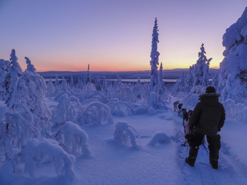 Kiruna: Guided Afternoon Drive Your Own Dog Sled Tour - Snow, sunset, and the Kalix River